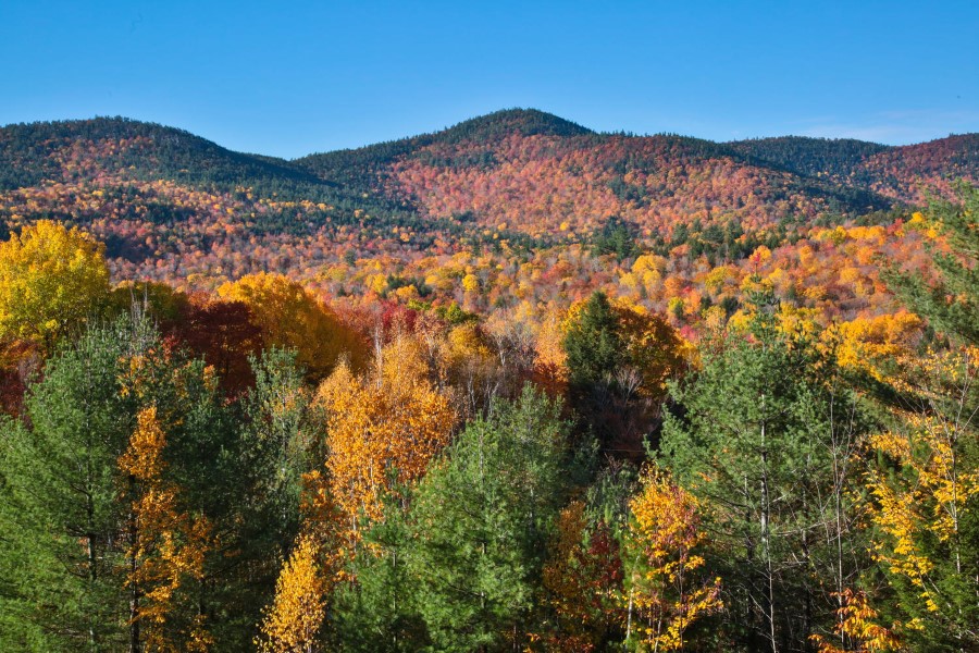 Black Bear Lodge Plan Details - Natural Element Homes